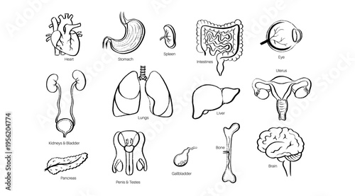 Internal Organs Sketch