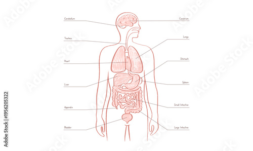 Internal Organs Sketch