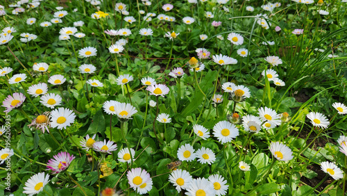 English daisies (Bellis perennis), or oxeye daisies in a graden in spring time