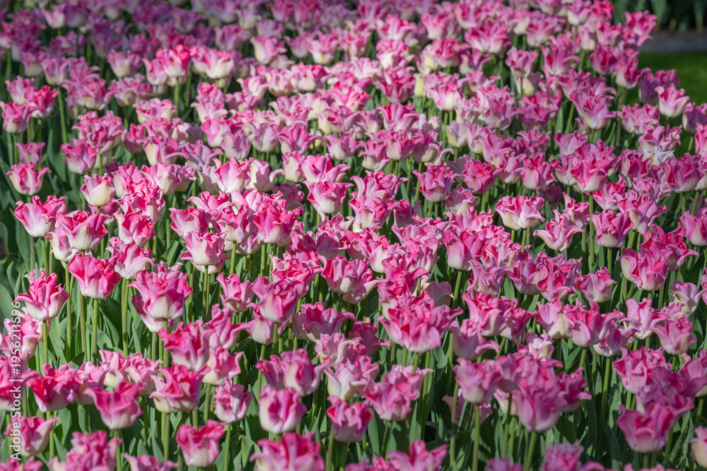 Obraz premium Pink and white tulip field