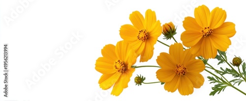 Vivid yellow blossoms on white perfect for botanical banners and summer design themes.