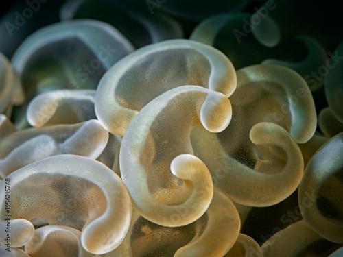 Hammer Coral - Euphyllia ancora - Hammerkoralle (Bukettkoralle)