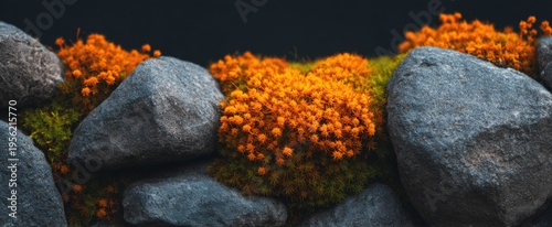 Wallpaper Mural Daffodils sparkle like little suns on a dark canvas embodying friendship and joy. Torontodigital.ca