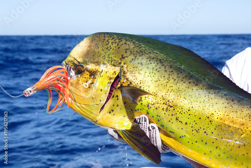 Photography Real image vibrant mahi mahi fish freshly caught on ocean boat with colorful lur
