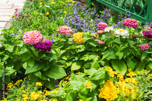 Close-up of multicolored zinnias and other garden flowers