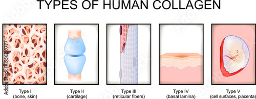 collagen types