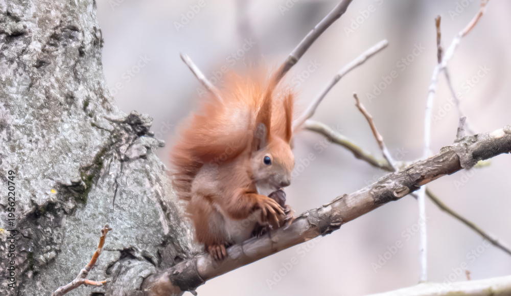 Obraz premium squirrel on a tree in spring