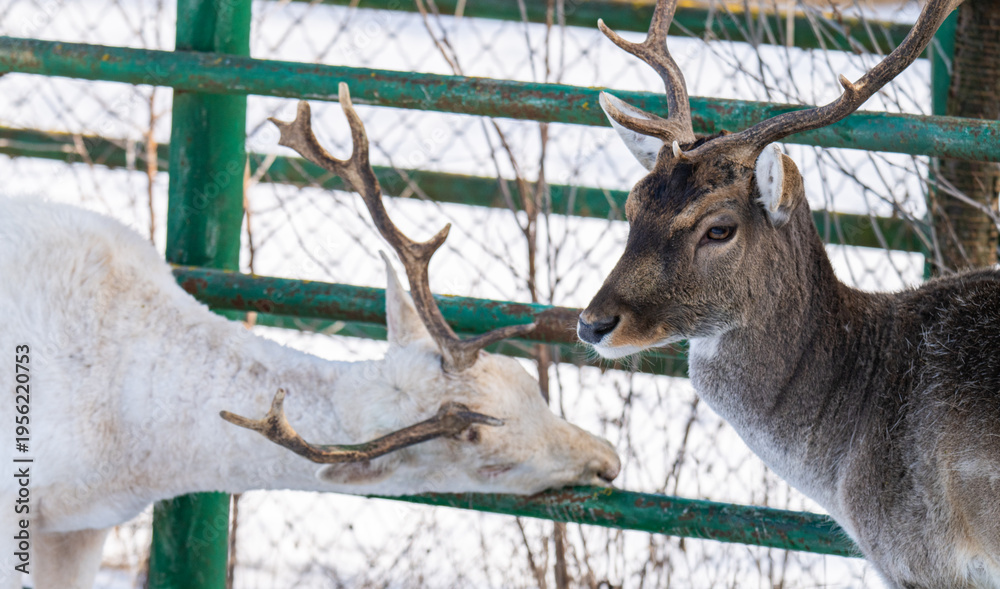Fototapeta premium deer in a park