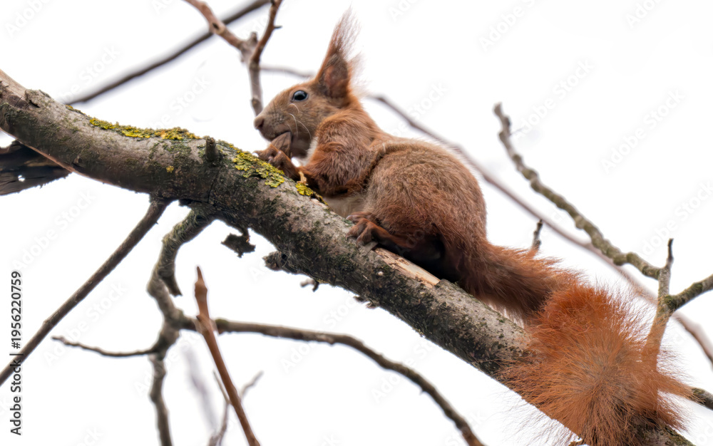 Fototapeta premium squirrel on a tree in spring