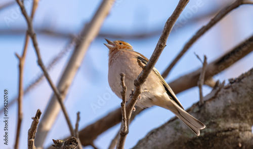 photo of a chaffinch on a tree in spring