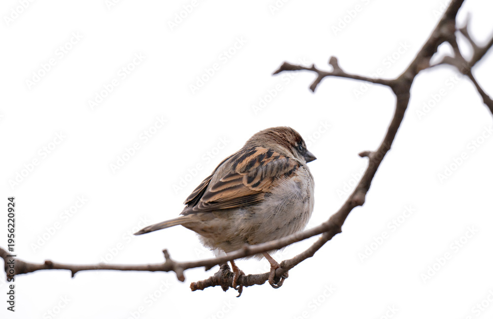 Obraz premium A photo of a sparrow on a branch isolated