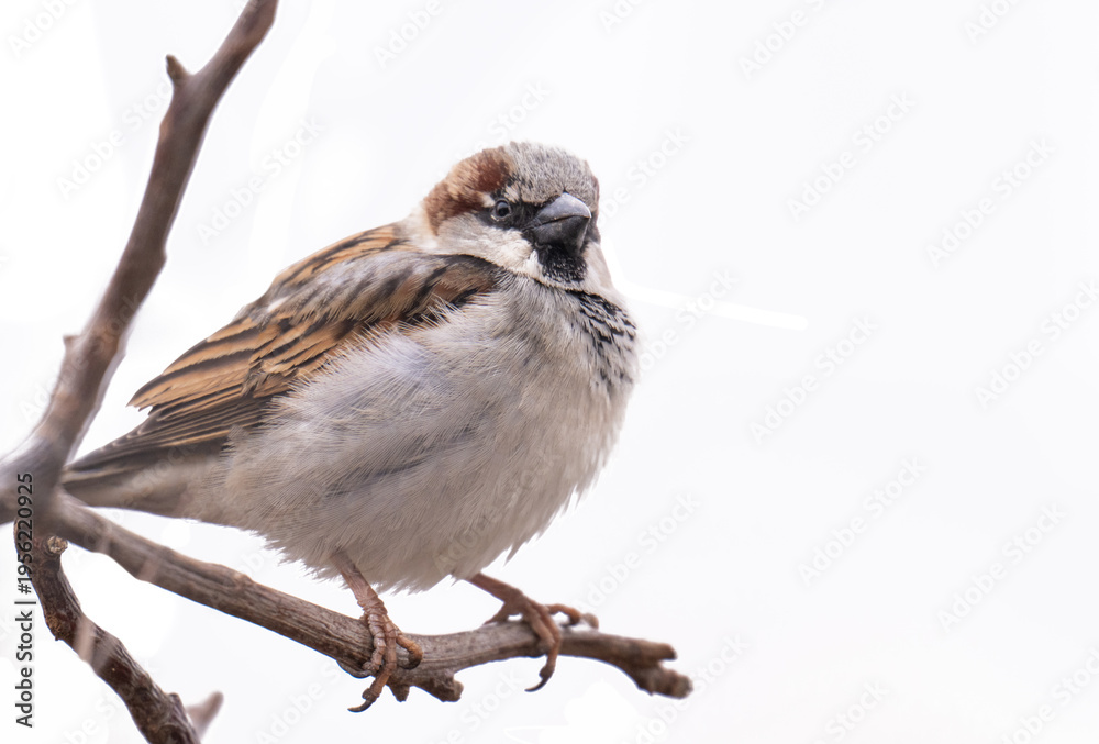 Obraz premium A photo of a sparrow on a branch isolated