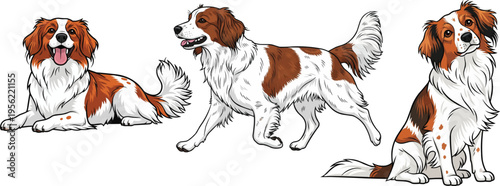 Nederlandse Kooikerhondje dog walking trotting lying down sitting pose set