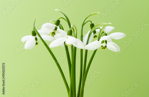  photo of snowdrop flowers in a studio