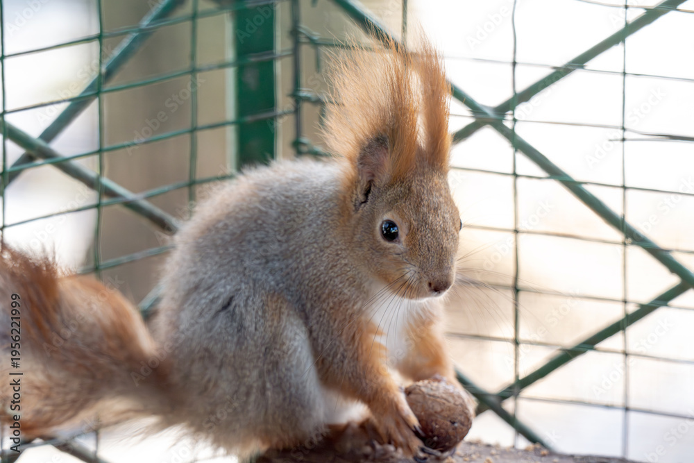Fototapeta premium squirrel gnawing on a nut