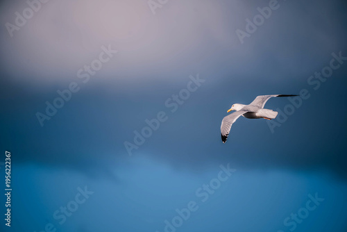 Foto Goéland Breton
