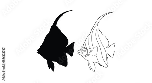 Two angelfish one detailed and one a dark silhouette