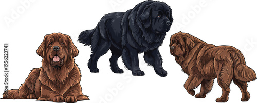 Newfoundland Dog walking rear view lying down smiling pose set