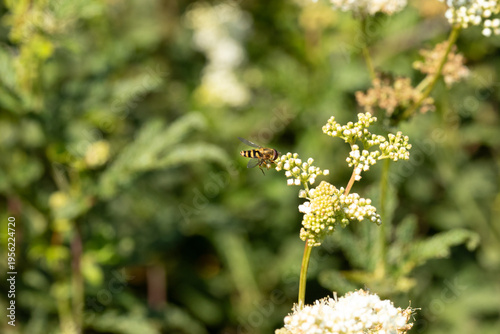 Syrphus sp.
Syrphus sp. in its natural element
