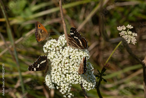 Carte géographique (Araschnia levana)
Araschnia levana in its natural element
