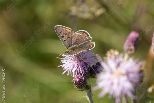Cuivré fuligineux --- Argus myope (Lycaena tityrus)
Lycaena tityrus in its natural element
