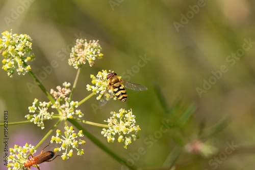 Syrphus sp.
Syrphus sp. in its natural element
