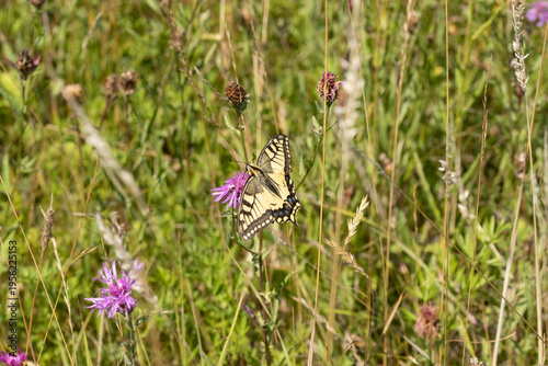 Machaon (Papilio machaon)
Papilio machaon on an unidentified flower or plant
