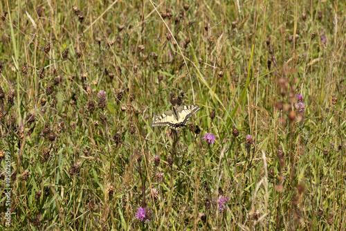 Machaon (Papilio machaon)
Papilio machaon on an unidentified flower or plant
