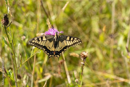Machaon (Papilio machaon)
Papilio machaon on an unidentified flower or plant
