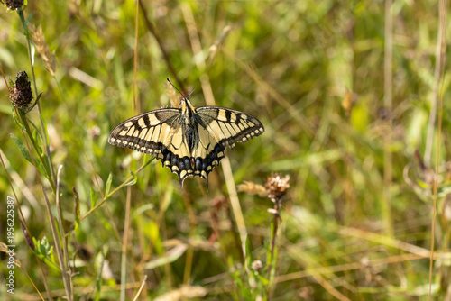 Machaon (Papilio machaon)
Papilio machaon on an unidentified flower or plant
