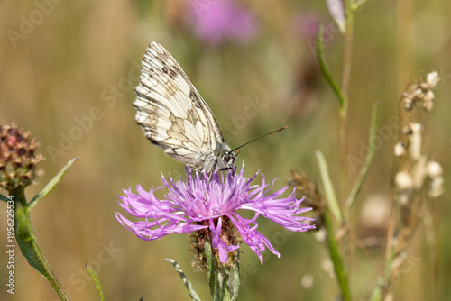 Demi-deuil (Melanargia galathea)
Melanargia galathea on an unidentified flower or plant
