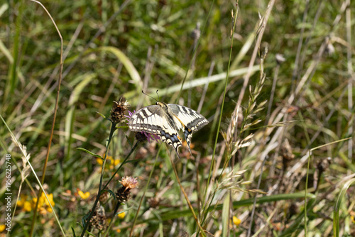 Machaon (Papilio machaon)
Papilio machaon on an unidentified flower or plant
