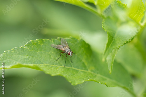 Dinera grisescens
Dinera grisescens in its natural element
