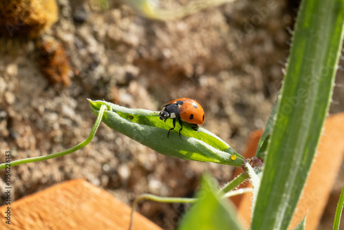 Coccinelle à Sept Points (Coccinella septempunctata)
Coccinella septempunctata on an unidentified flower or plant
