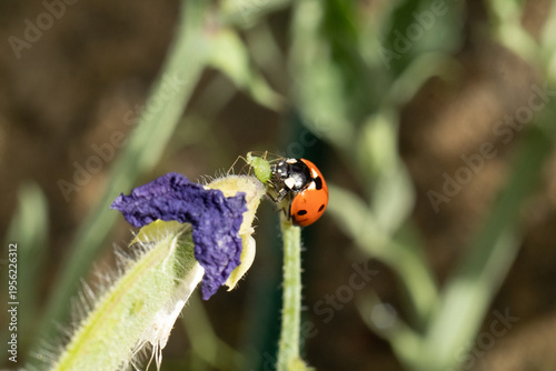 Coccinelle à Sept Points (Coccinella septempunctata)
Coccinella septempunctata on an unidentified flower or plant
