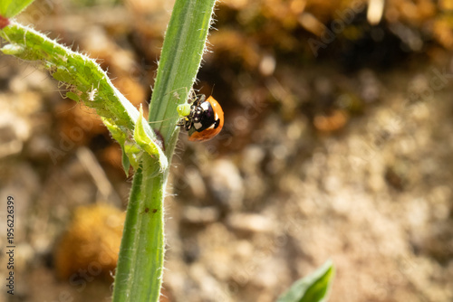 Coccinelle à Sept Points (Coccinella septempunctata)
Coccinella septempunctata on an unidentified flower or plant
