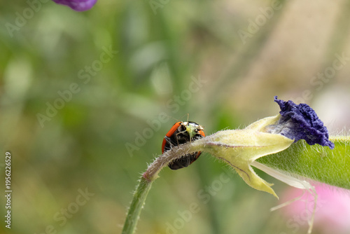 Coccinelle à Sept Points (Coccinella septempunctata)
Coccinella septempunctata on an unidentified flower or plant

