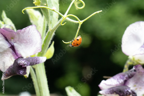Coccinelle à Sept Points (Coccinella septempunctata)
Coccinelle à Sept Points (Coccinella septempunctata)
