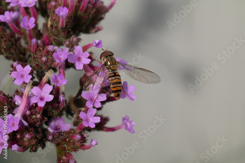 Syrphe à ceintures (Episyrphus balteatus)
Episyrphus balteatus on an unidentified flower or plant
