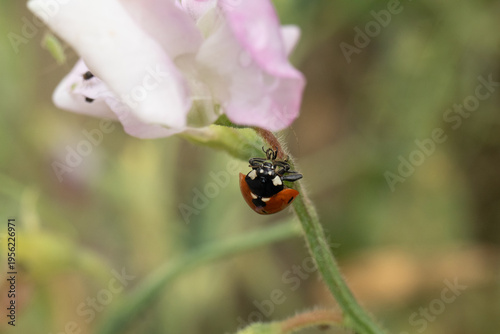 Coccinelle à Sept Points (Coccinella septempunctata)
Coccinella septempunctata on an unidentified flower or plant
