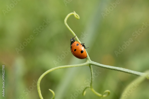 Coccinelle à Sept Points (Coccinella septempunctata)
Coccinella septempunctata on an unidentified flower or plant
