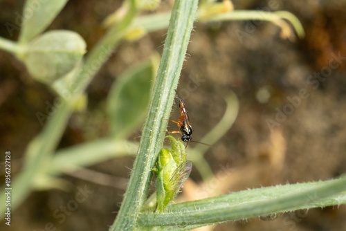 Diplazon laetatorius
Diplazon laetatorius in its natural element
