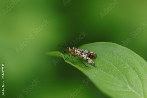 Mouche scorpion (Panorpa germanica)
Panorpa germanica in its natural element