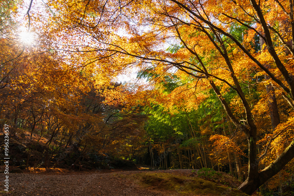 Fototapeta premium 日本の風景・秋 長崎 紅葉の三十路苑