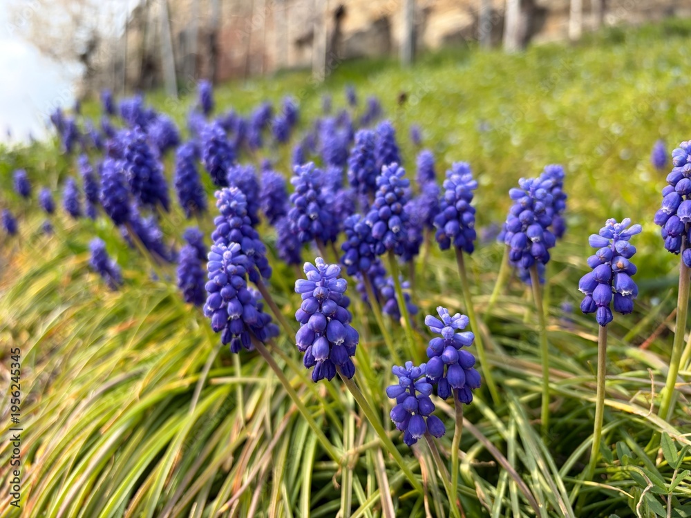 Obraz premium Purple Spring Flowers in Bloom