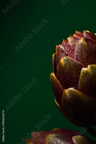 Close-up of fresh purple artichoke with water droplets on green background