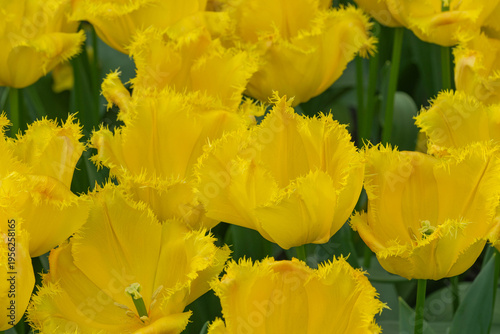 Bild auf Leinwand Fringed Yellow Crystal Petal Tulips