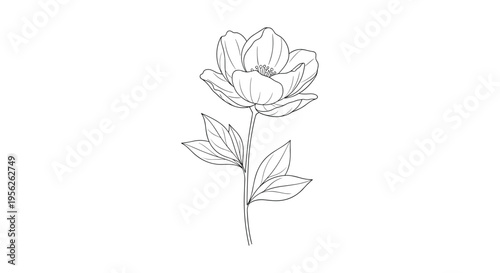 Elegant line drawing of a single peony flower with detailed petals and leaves on a clean white background for botanical illustrations.