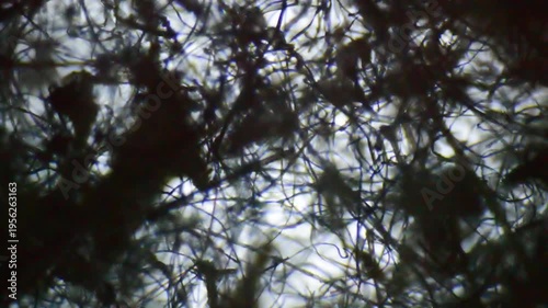 Focus of filaments through a microscope