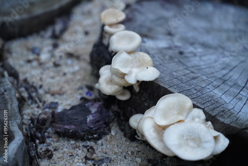 Obraz na plátně Mushrooms Growing on a Log Woodland Scene